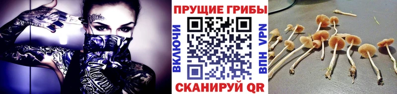 мориарти телеграм  Новотроицк  Галлюциногенные грибы Psilocybe 